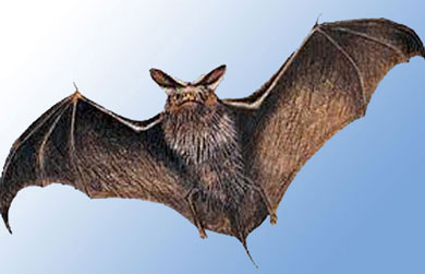 תוצאת תמונה עבור תמונות של עטלפים